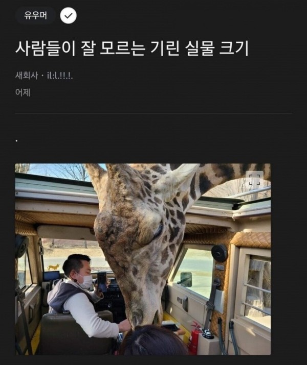 기린 실제크기 체감짤