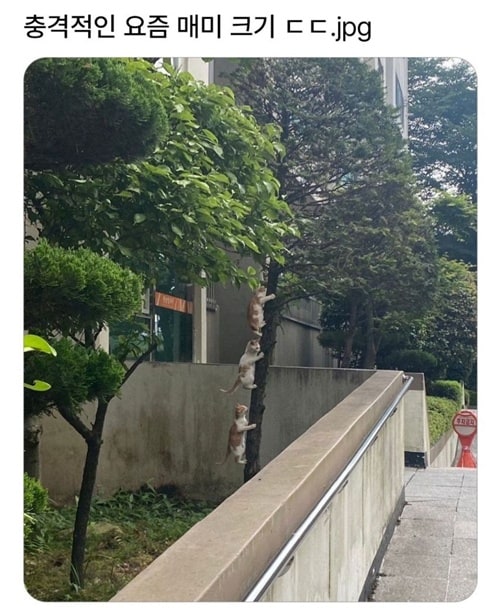 보는 묘미가 있구만