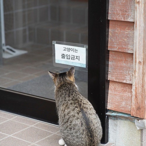 못들어가네 젠장