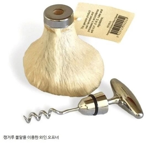 사람만보면 덤비는 캥거루