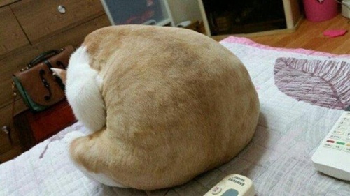 셀프로 발톱깎는중
