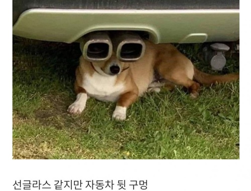 댕댕이 귀엽다 ㅎ