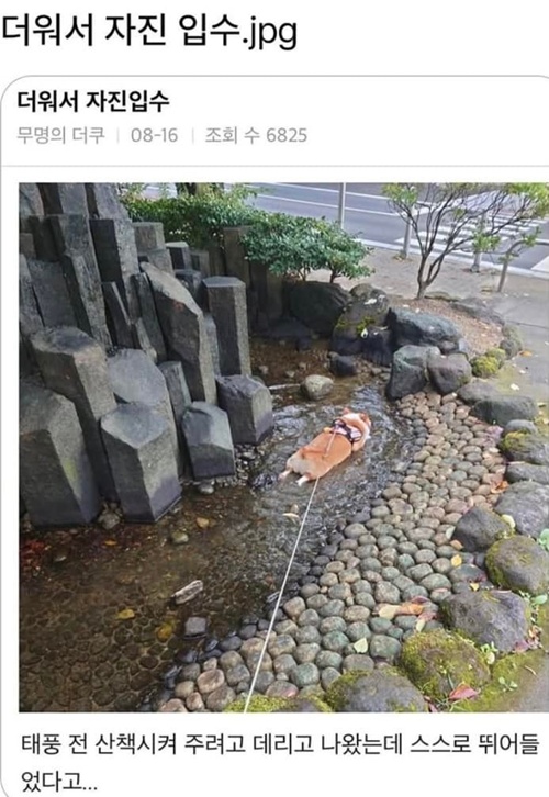 더위에 장사없다